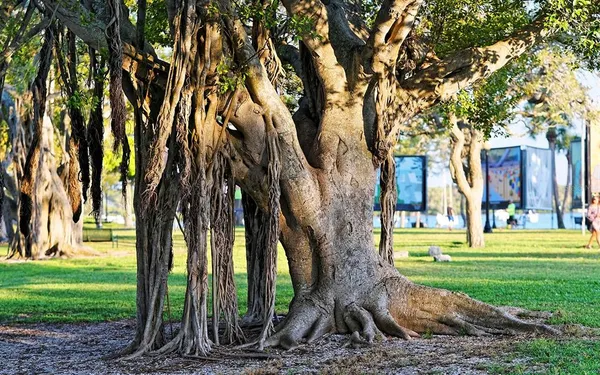 a view of a lake with a city