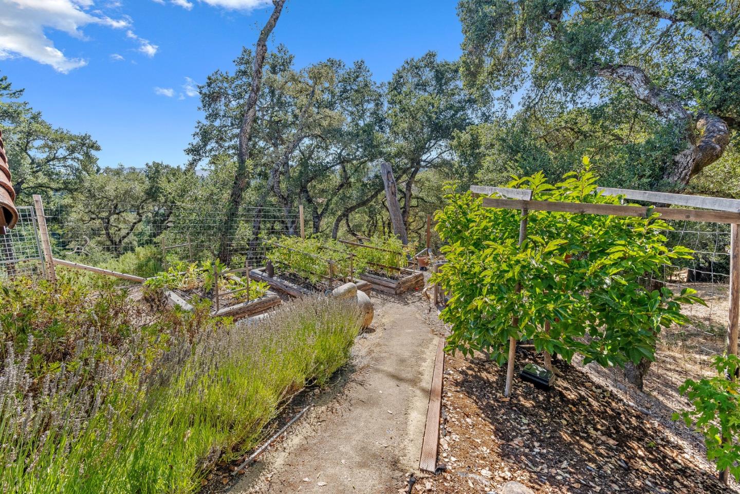 1375 Weston Ridge Road Scotts Valley, CA 95066 - Photo 50 of 68 a view of a yard with plants and large trees