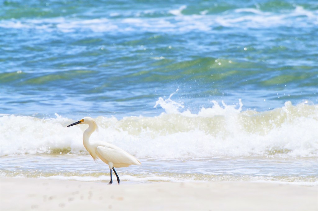 6996 Cape San Blas Road Port St. Joe, FL 32456 - Photo 10 of 11