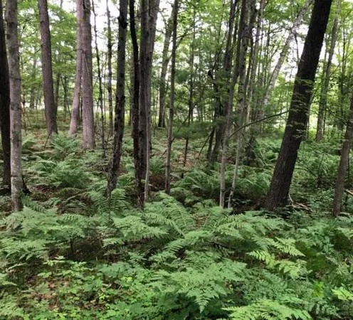 $226,500 | 7752 North Felch, White Cloud, MI 49349