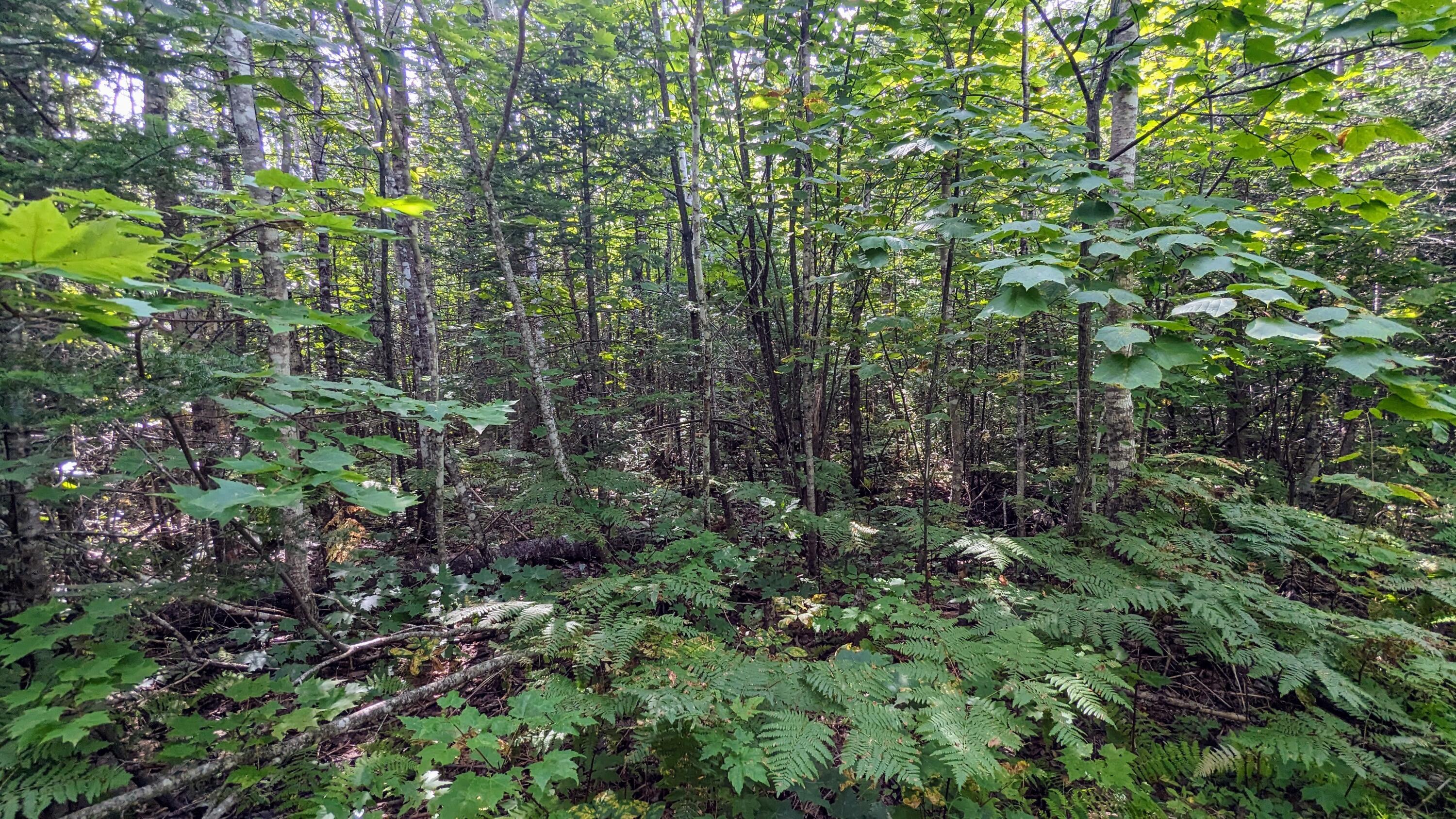 Lot 4 Blanchard Road Monson, ME 04464 - Photo 8 of 12 PXL_20230821_184618723