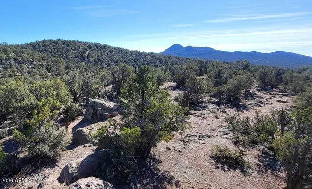 a view of a yard with plants and trees