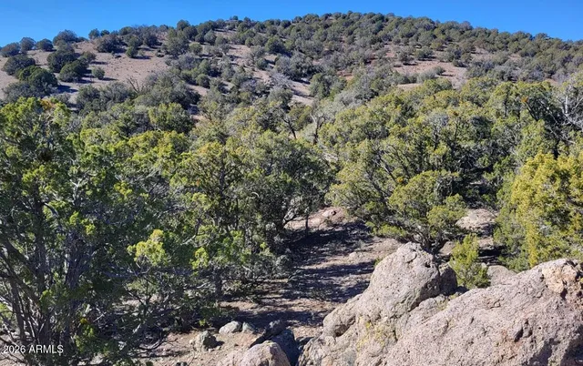 a view of a forest with a forest