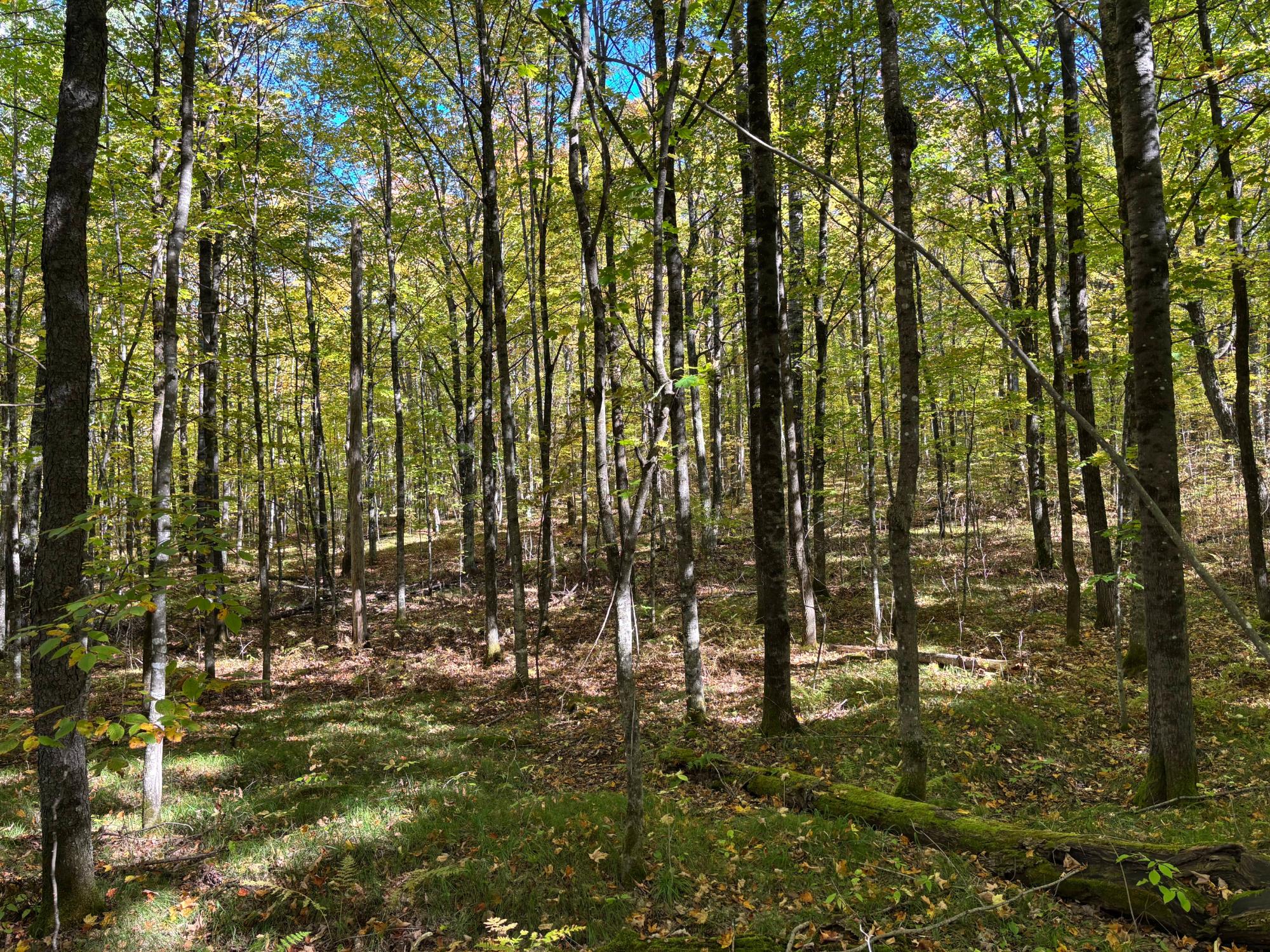 Lot 1 Kentuck Lake Road Phelps, WI 54554 - Photo 13 of 15 Gallery Image 13