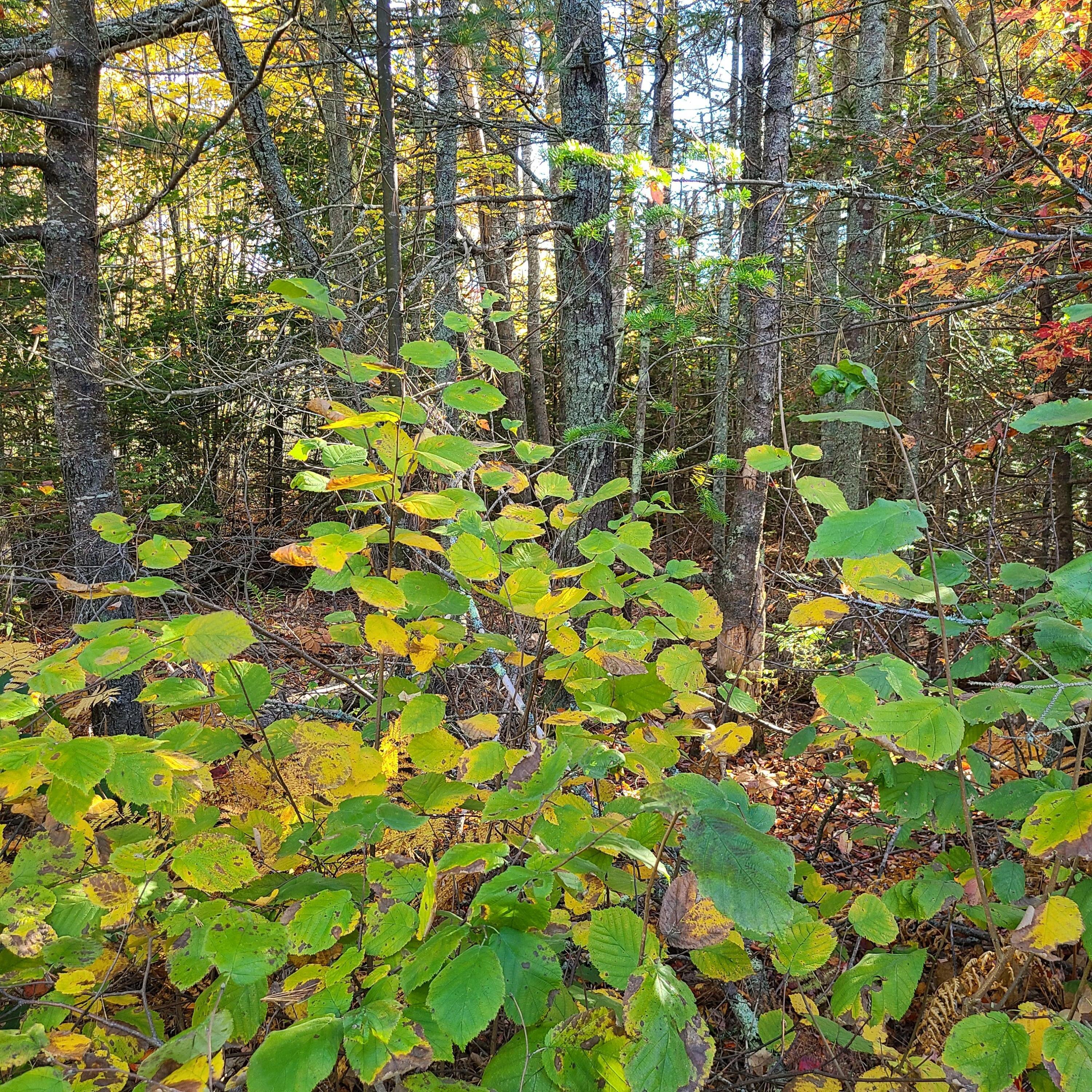 0 Blue Hill Road Surry, ME 04684 - Photo 10 of 11 20211011_100443