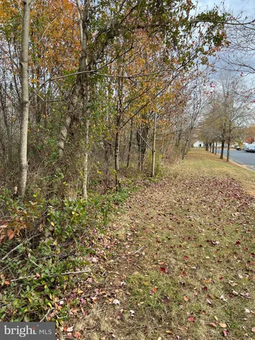 a view of a yard with large trees