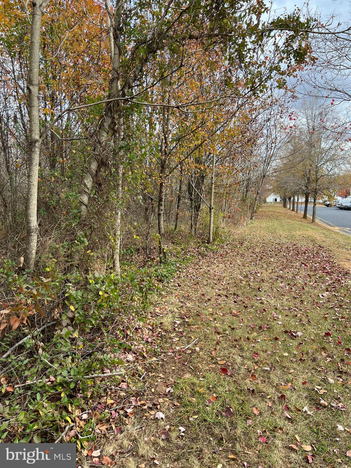 11000 Pierson Drive Fredericksburg, VA 22408 - Photo 2 of 6 a view of a yard with large trees