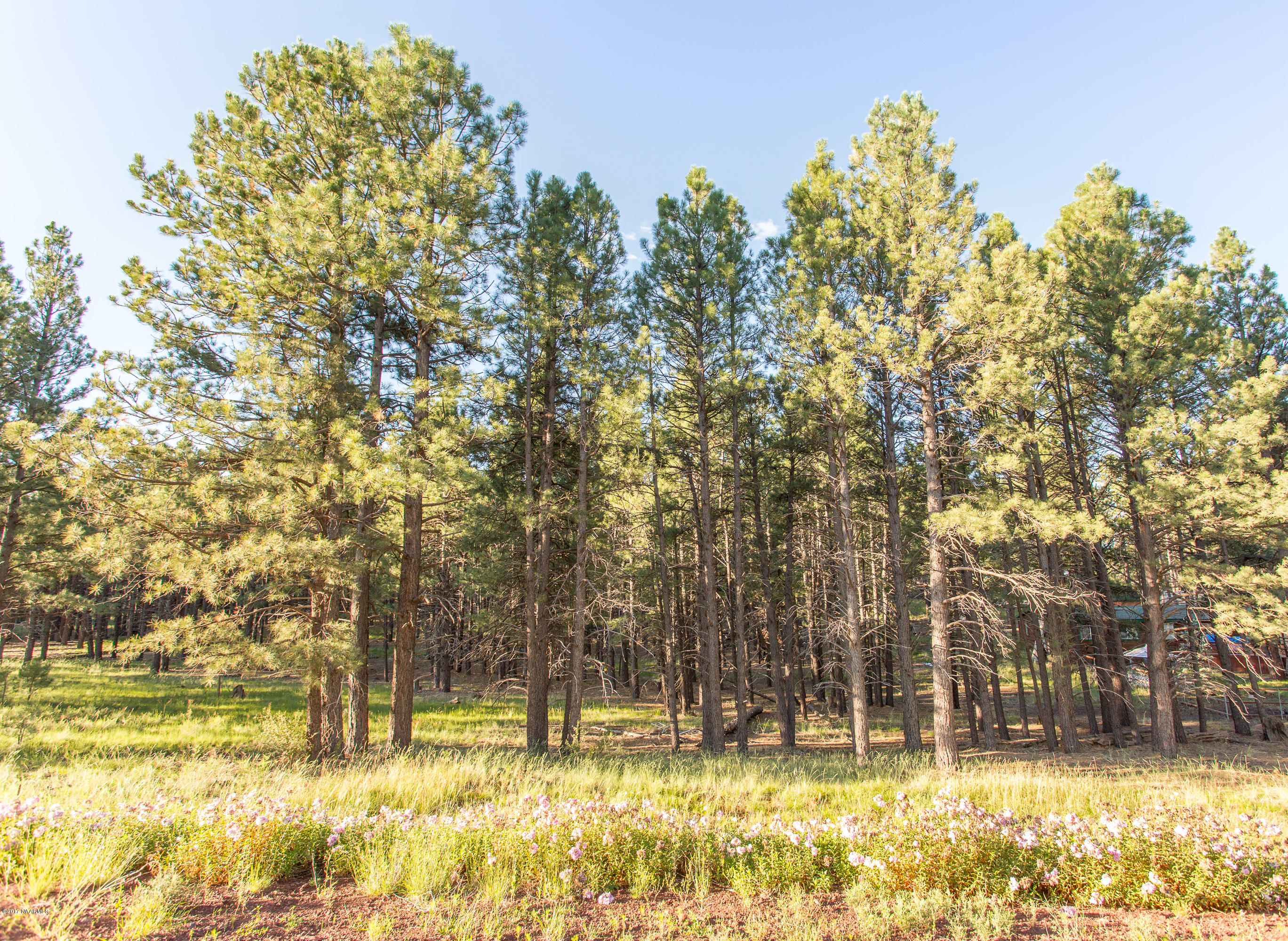 13314 Kings Deer Road Parks, AZ 86018 - Photo 3 of 13 A19B6069-2