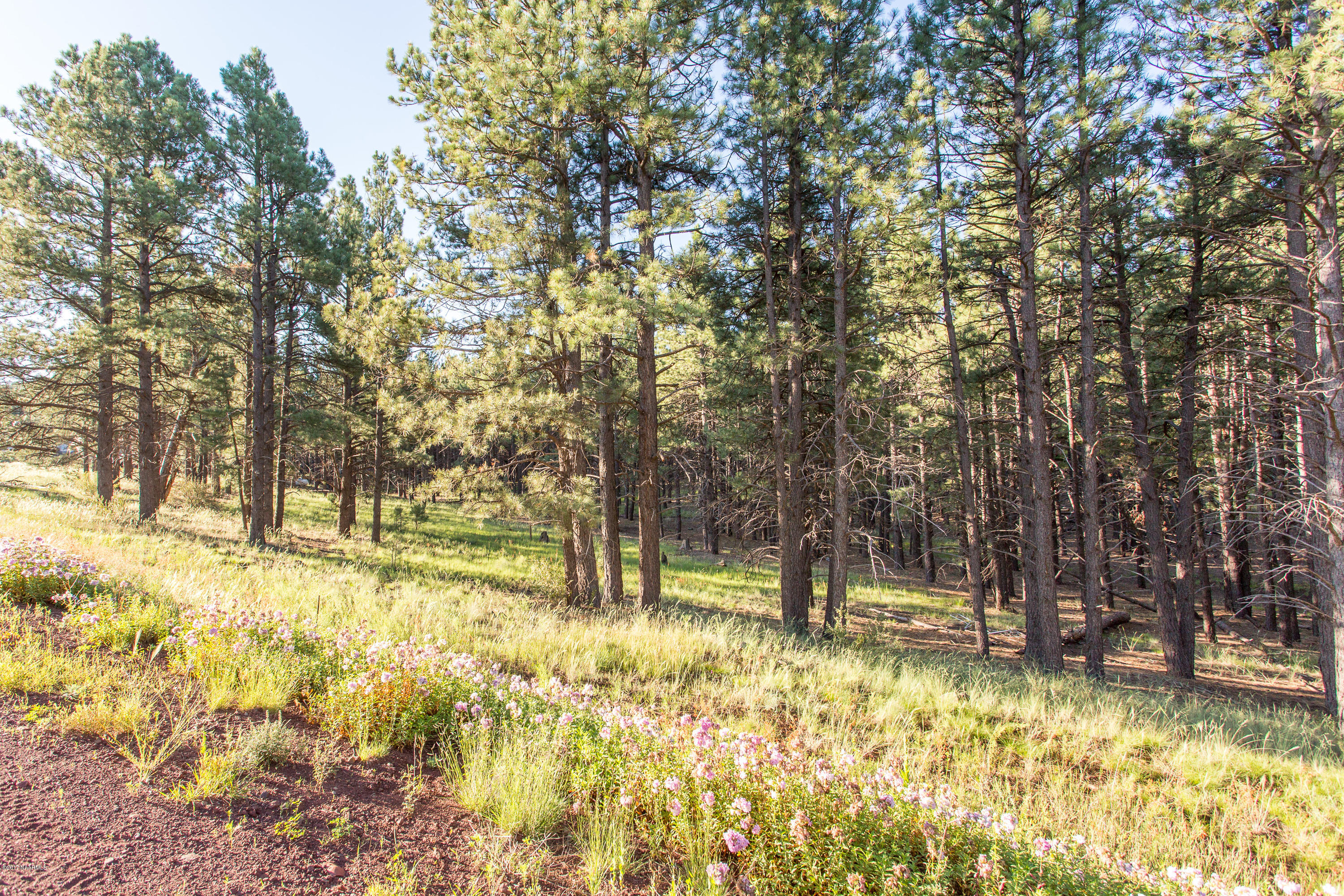 13314 Kings Deer Road Parks, AZ 86018 - Photo 4 of 13 A19B6070-3