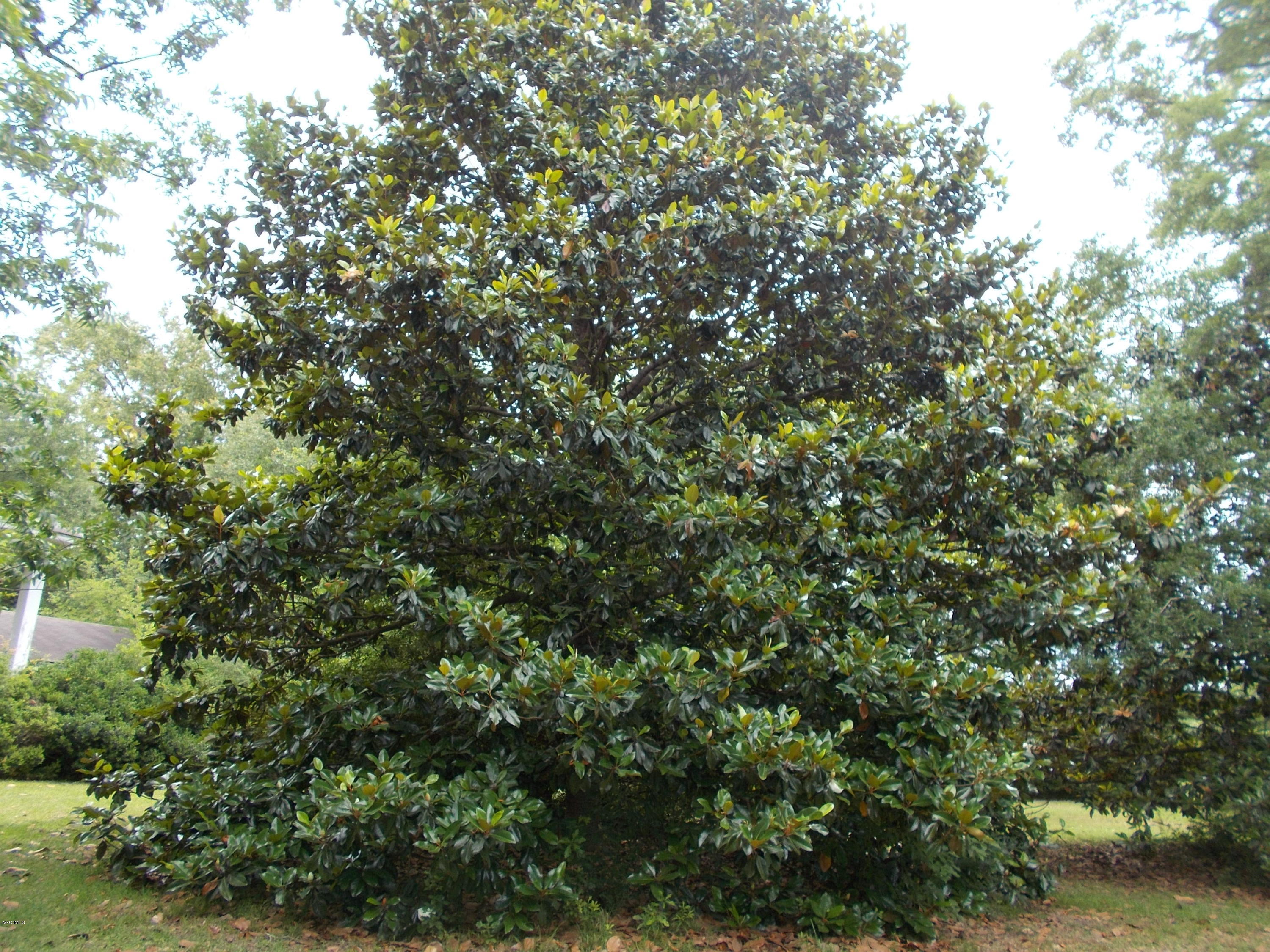 14772 North Swan Road Gulfport, MS 39503 - Photo 3 of 30 DSCN0393