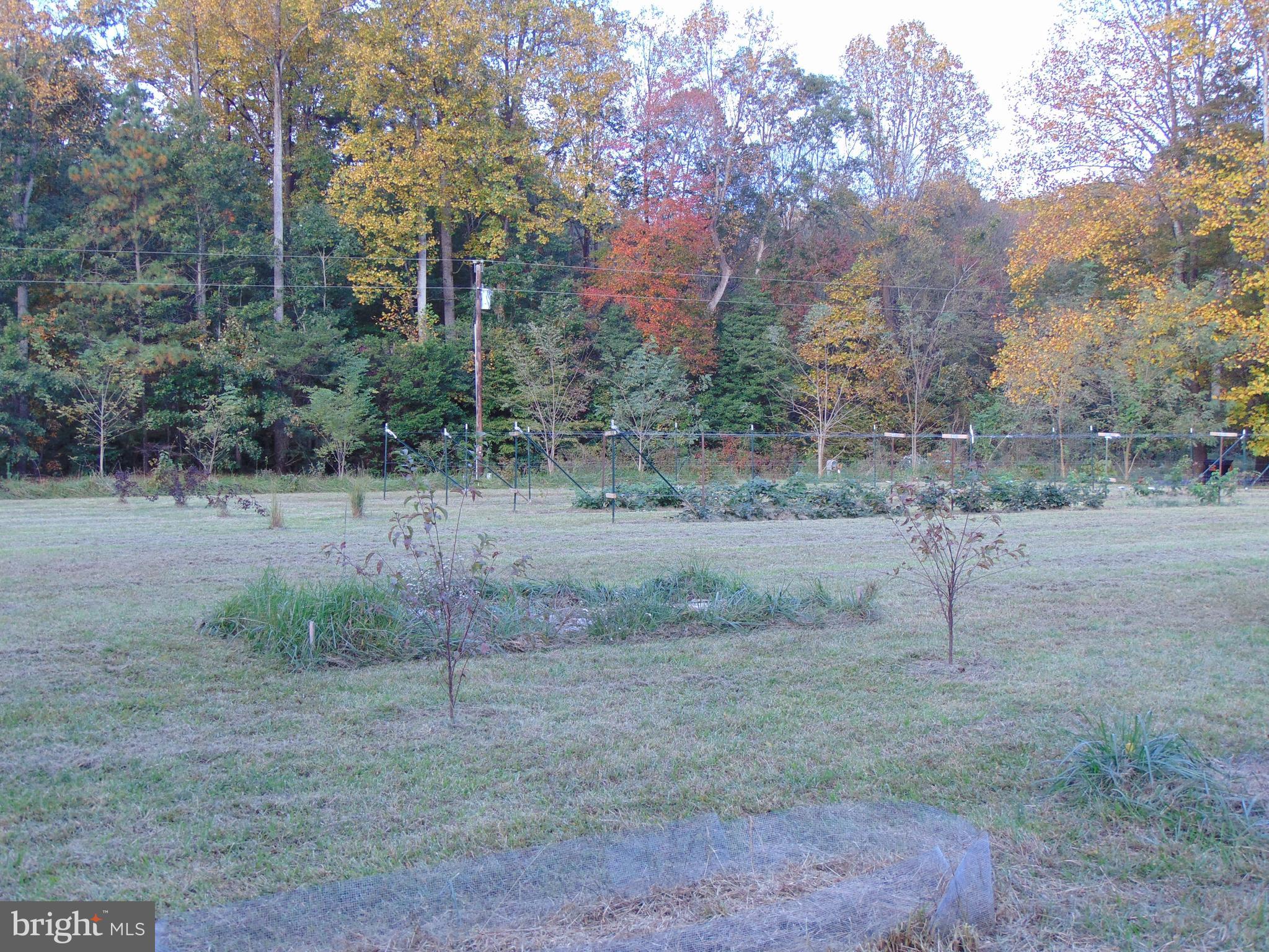 24795 Pinetown Road Denton, MD 21629 - Photo 11 of 60 Vegetable gardens