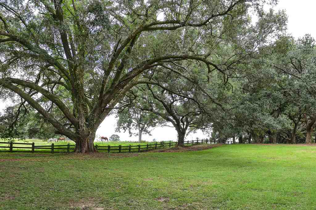 13131 Highway 98 Foley, AL 36535 - Photo 2 of 43