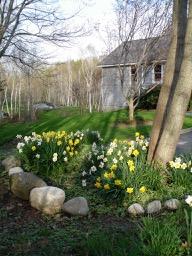 243 Bowery Beach Road Cape Elizabeth, ME 04107 - Photo 65 of 69 daffodils-driveway