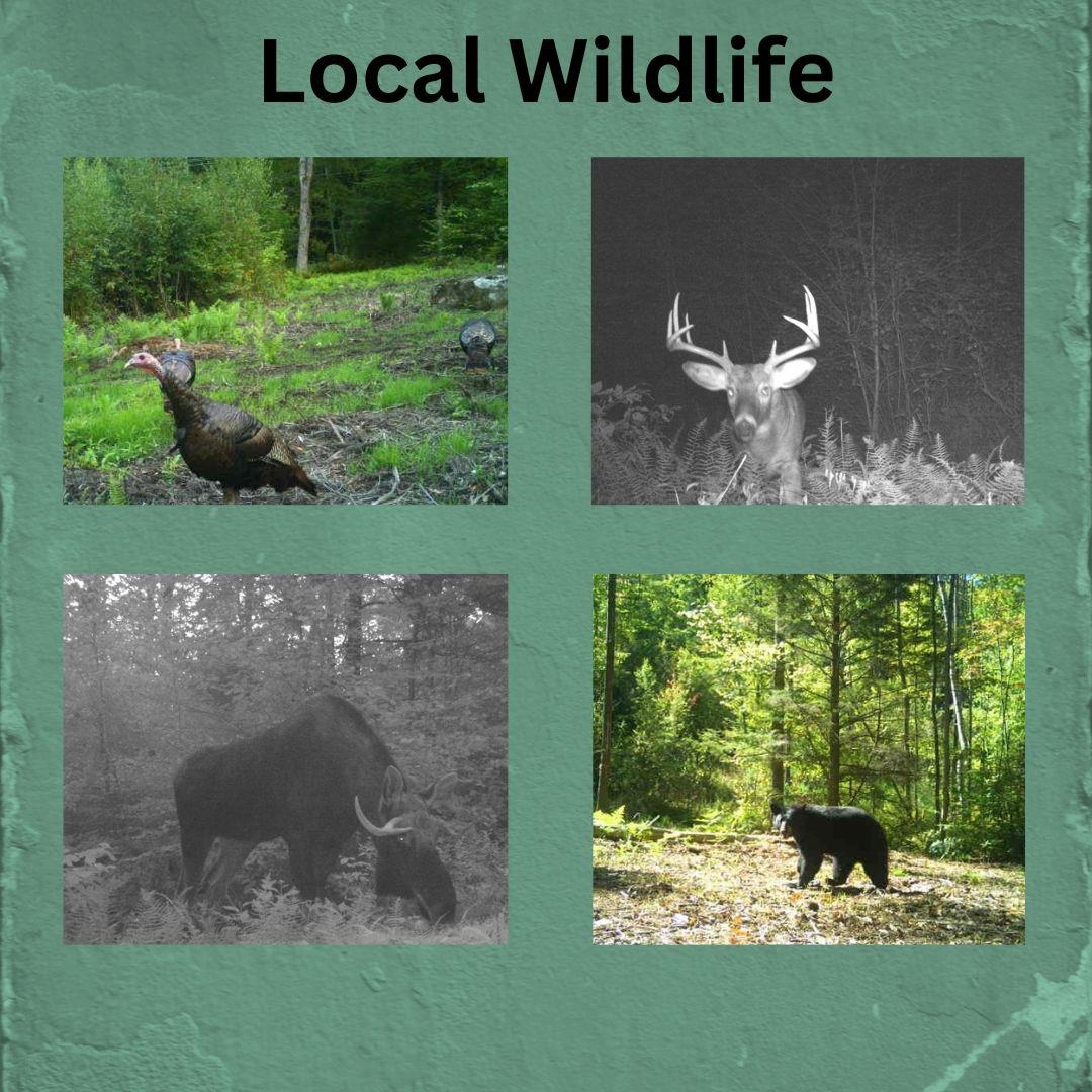 76 Edgerly School Road Meredith, NH 03253 - Photo 22 of 29