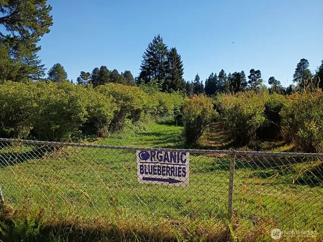 a view of garden with trees