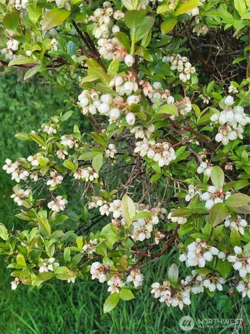 a view of a backyard with green space