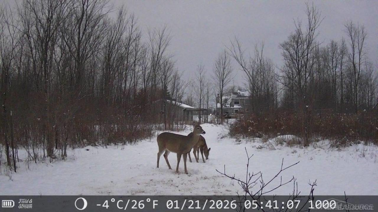 726 Brown City Road Imlay City, MI 48444 - Photo 61 of 65