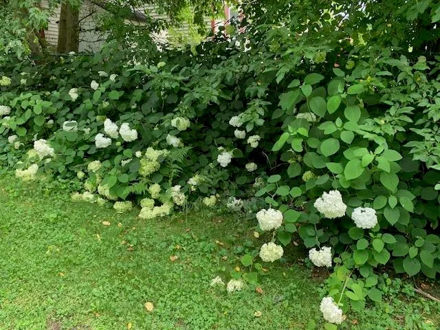 $169,000 | 71 South Windsor Street, Royalton, VT 05068