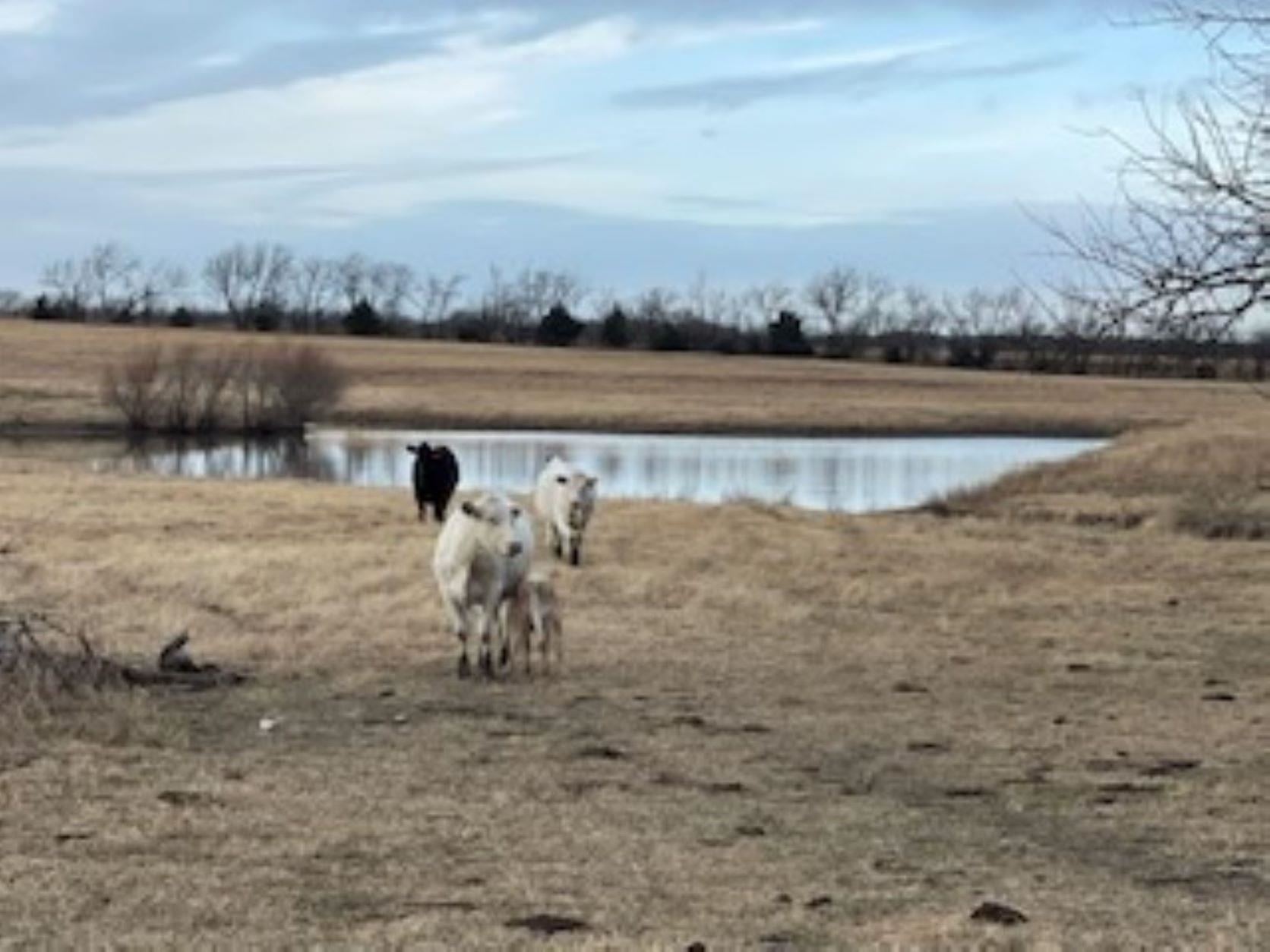 0 South Rock Road Geuda Springs, KS 67051 - Photo 9 of 21