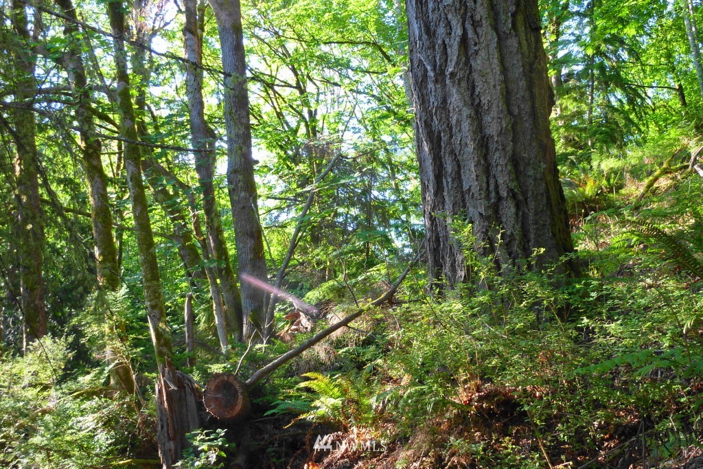 773 Payne Road Quilcene, WA 98376 - Photo 12 of 25 Gallery Image 12