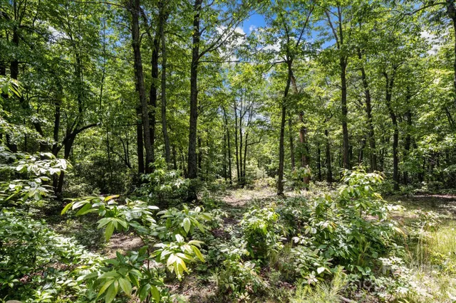 a view of a lush green forest