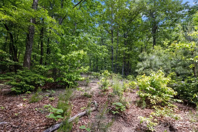 a plant view in yard