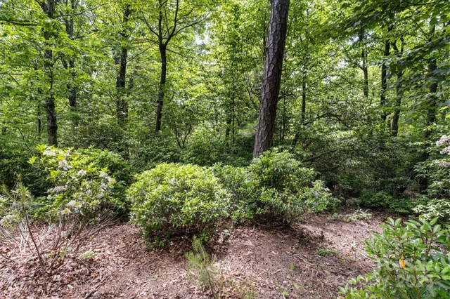 a view of a forest with trees