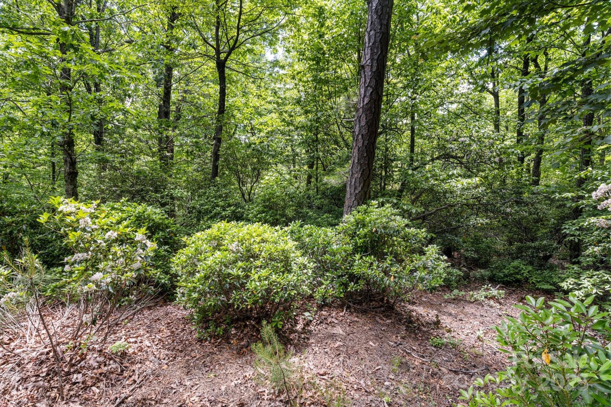 99999 Arrowhead Trail, Unit 80 Columbus, NC 28722 - Photo 9 of 17 a view of a forest with trees