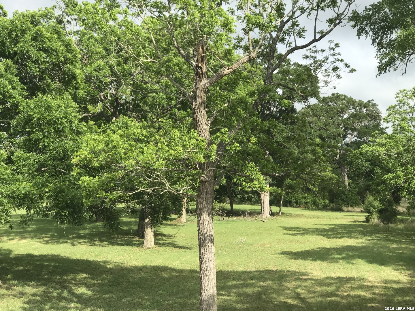 11819 Nolan Point Boerne, TX 78006 - Photo 7 of 11 a view of a trees in a yard