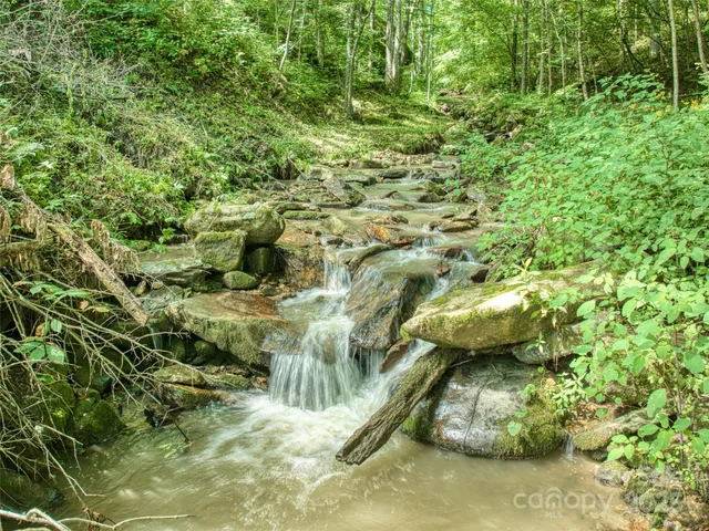 a close up of a plant in a garden