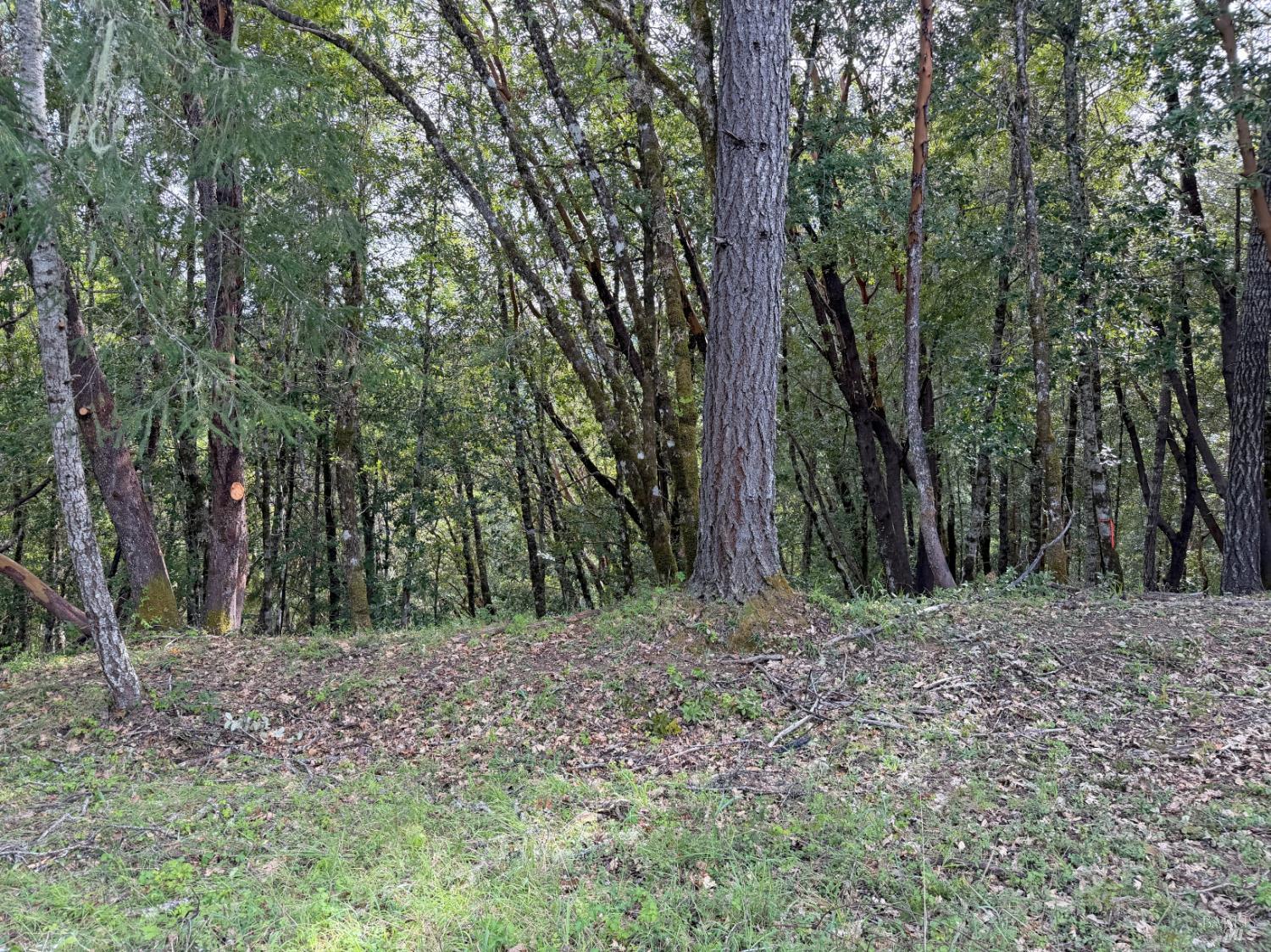 a view of a yard with trees