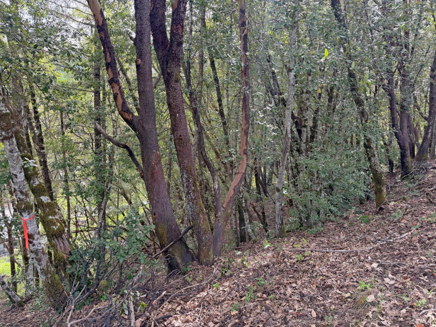 25380 Sherwood Road Willits, CA 95490 - Photo 3 of 8 a view of forest