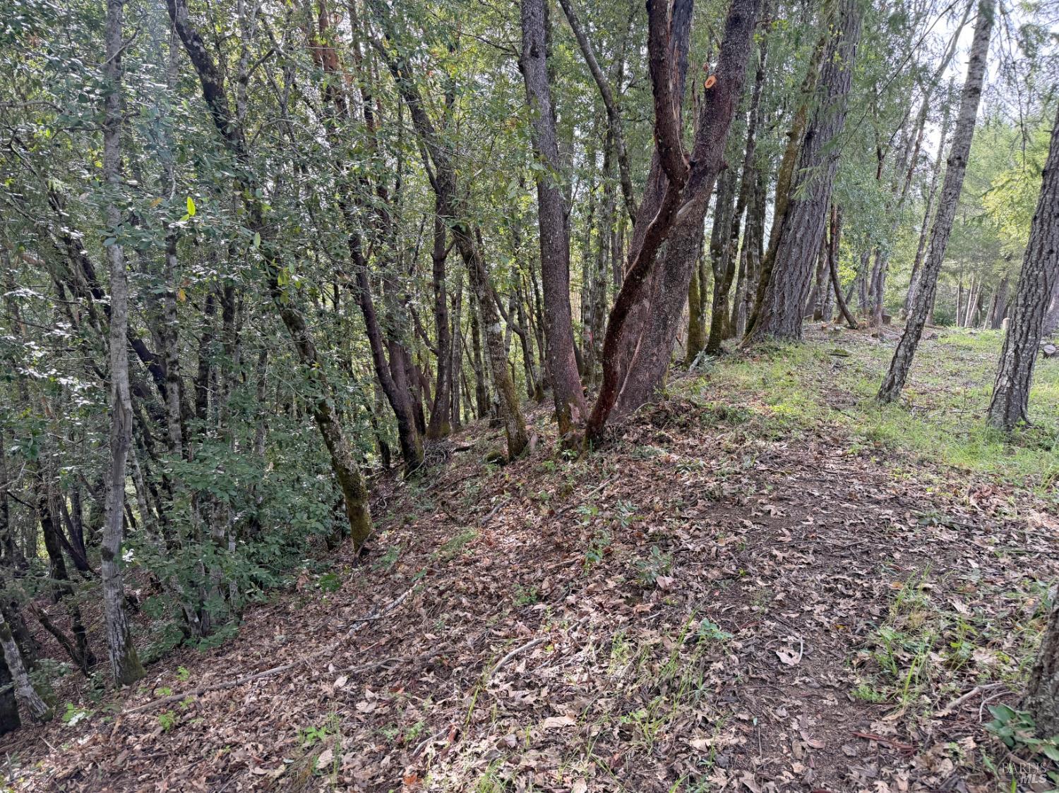25380 Sherwood Road Willits, CA 95490 - Photo 4 of 8 a view of a forest filled with trees