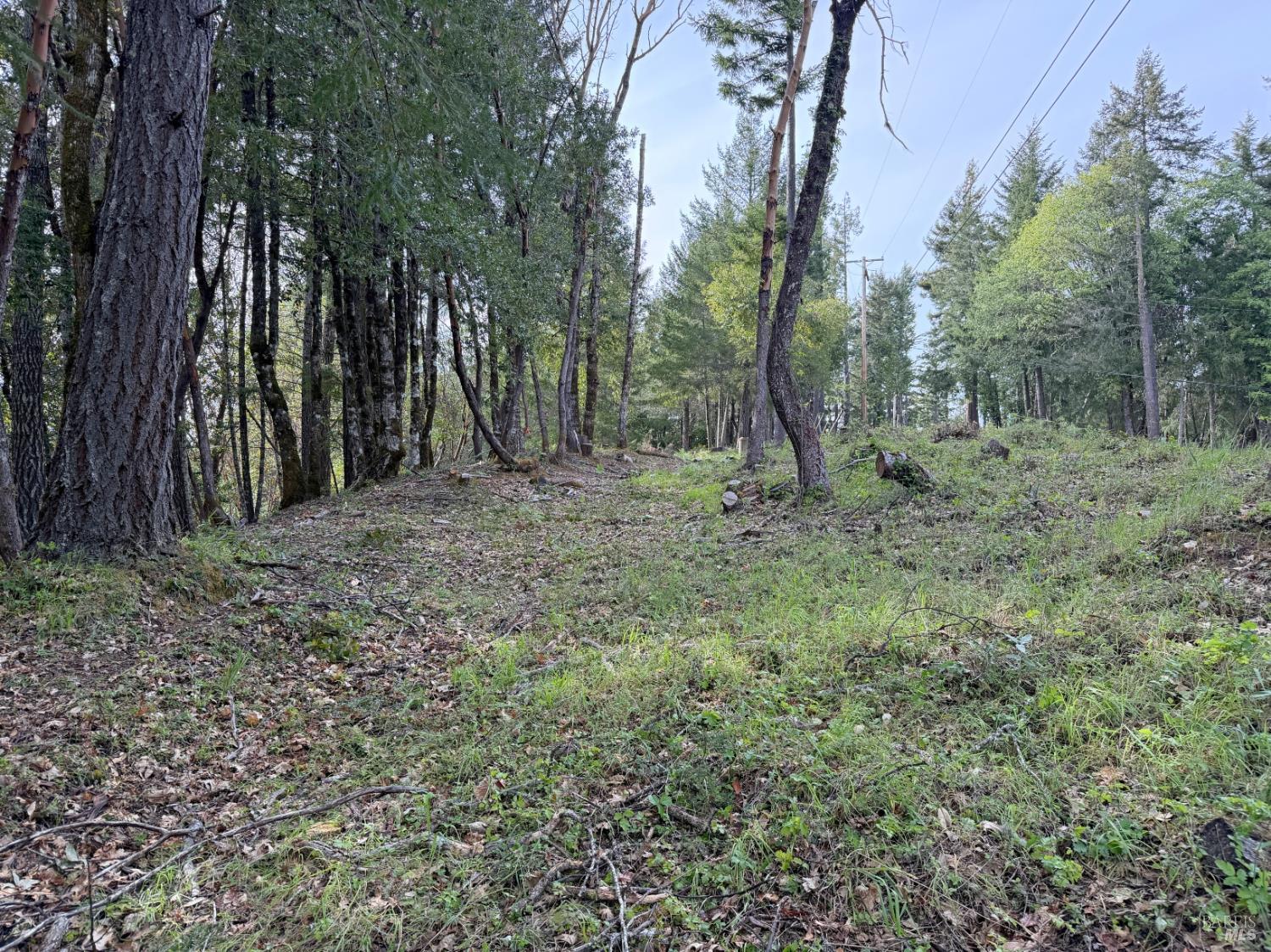 25380 Sherwood Road Willits, CA 95490 - Photo 6 of 8 a big yard with lots of green space and plants