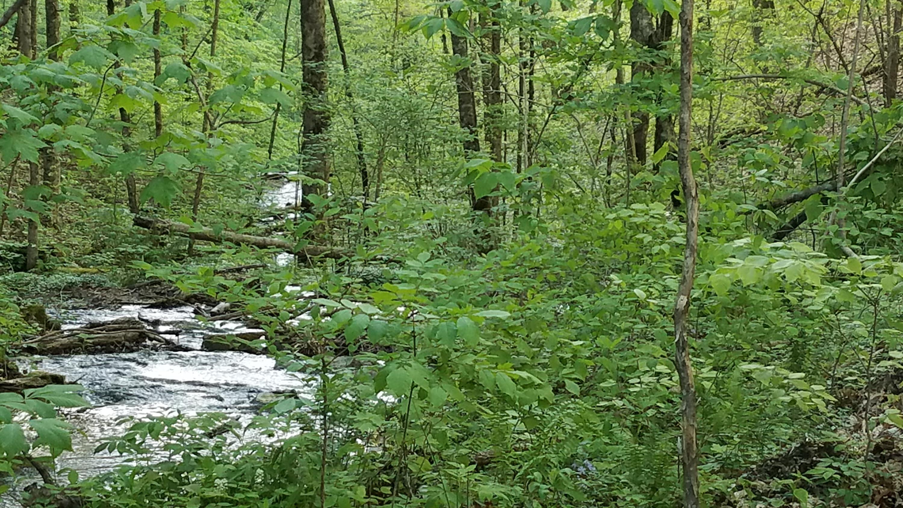 0 Raven Hill Road Tazewell, TN 37879 - Photo 13 of 25 20200427_183000