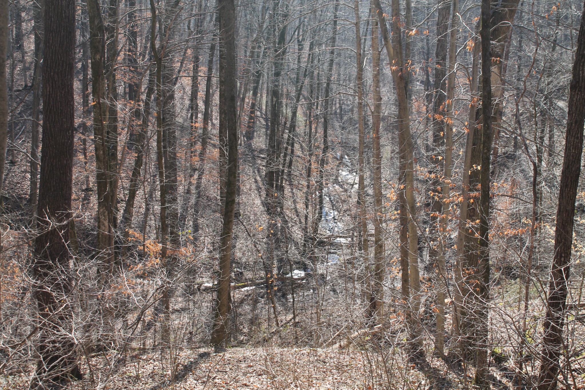 0 New Harmony Road Lafayette, TN 37083 - Photo 1 of 16 Gallery Image 1