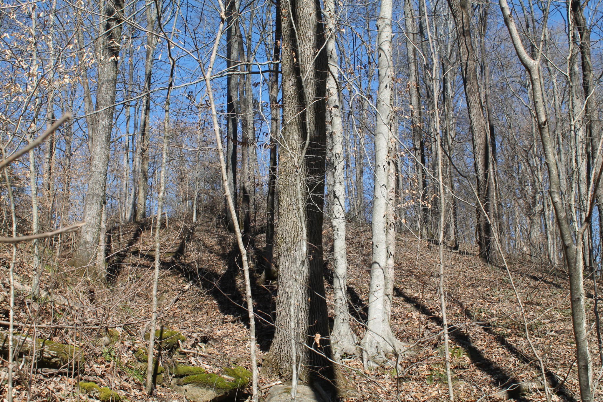 0 New Harmony Road Lafayette, TN 37083 - Photo 11 of 16 Gallery Image 11