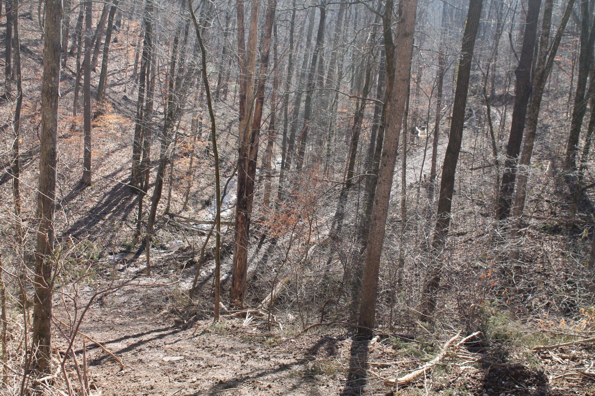 0 New Harmony Road Lafayette, TN 37083 - Photo 12 of 16 Gallery Image 12