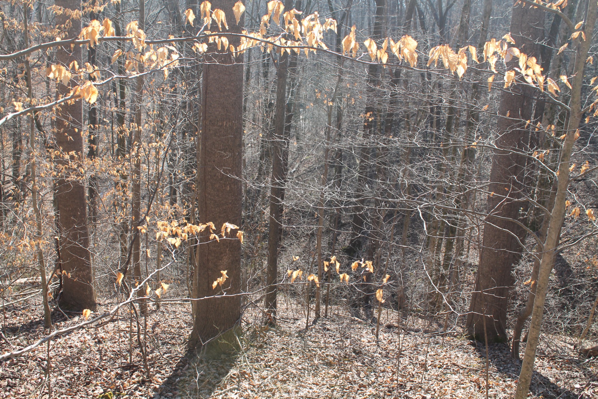 0 New Harmony Road Lafayette, TN 37083 - Photo 13 of 16 Gallery Image 13