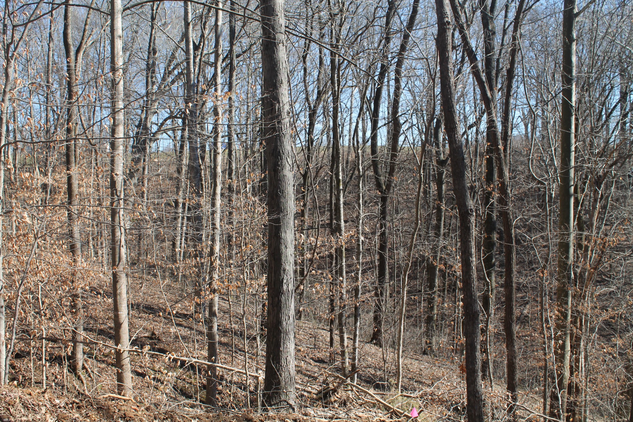 0 New Harmony Road Lafayette, TN 37083 - Photo 14 of 16 Gallery Image 14