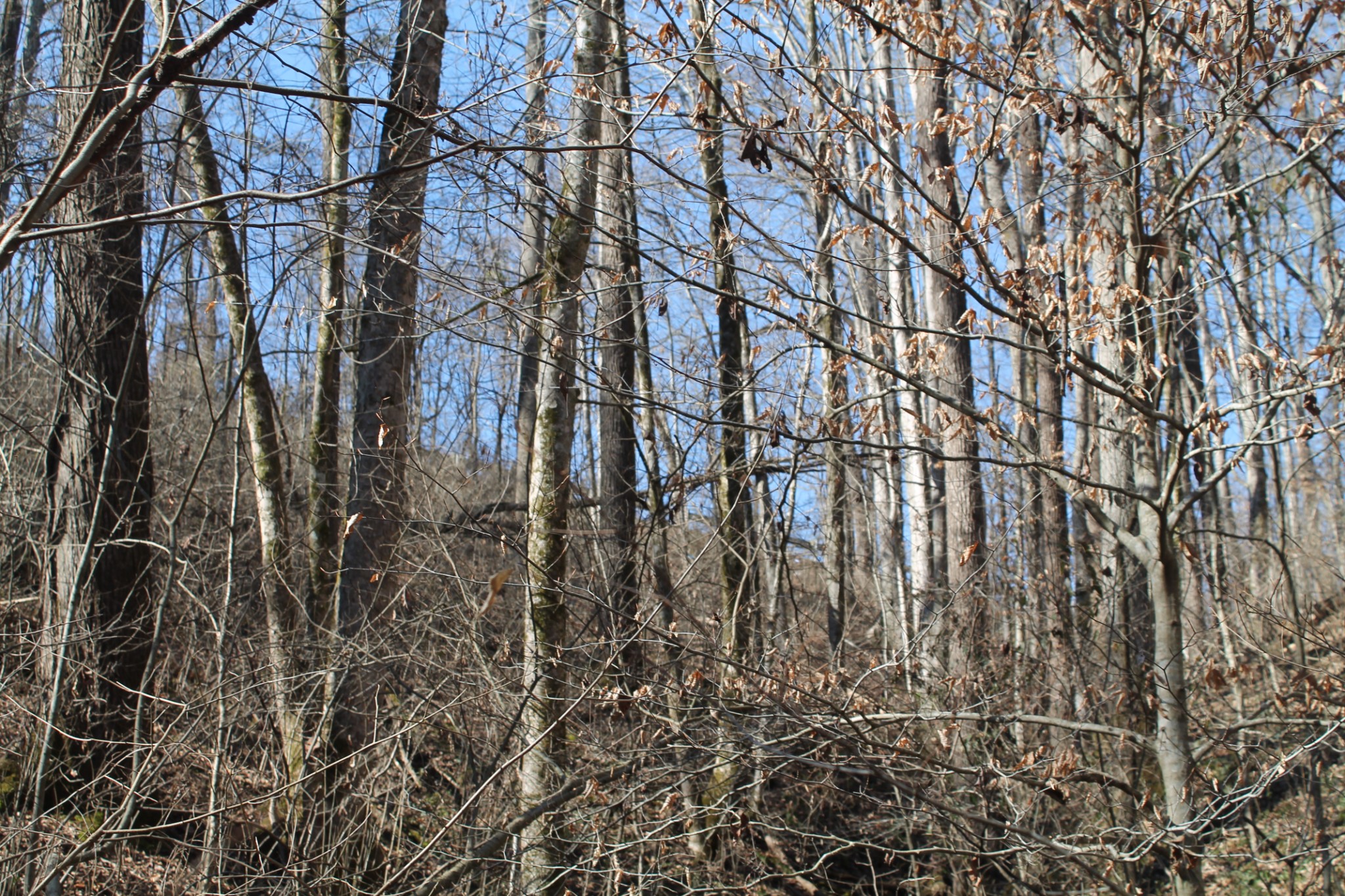 0 New Harmony Road Lafayette, TN 37083 - Photo 10 of 16 Gallery Image 10