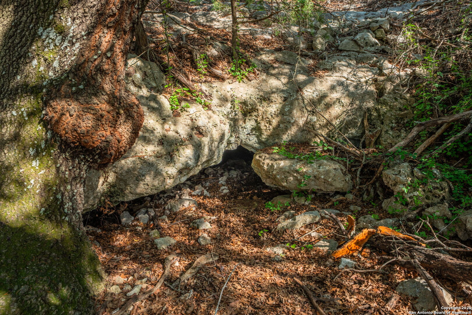 0 Fair Ranch Road Barksdale, TX 78828 - Photo 27 of 45 a view of a tree in a yard