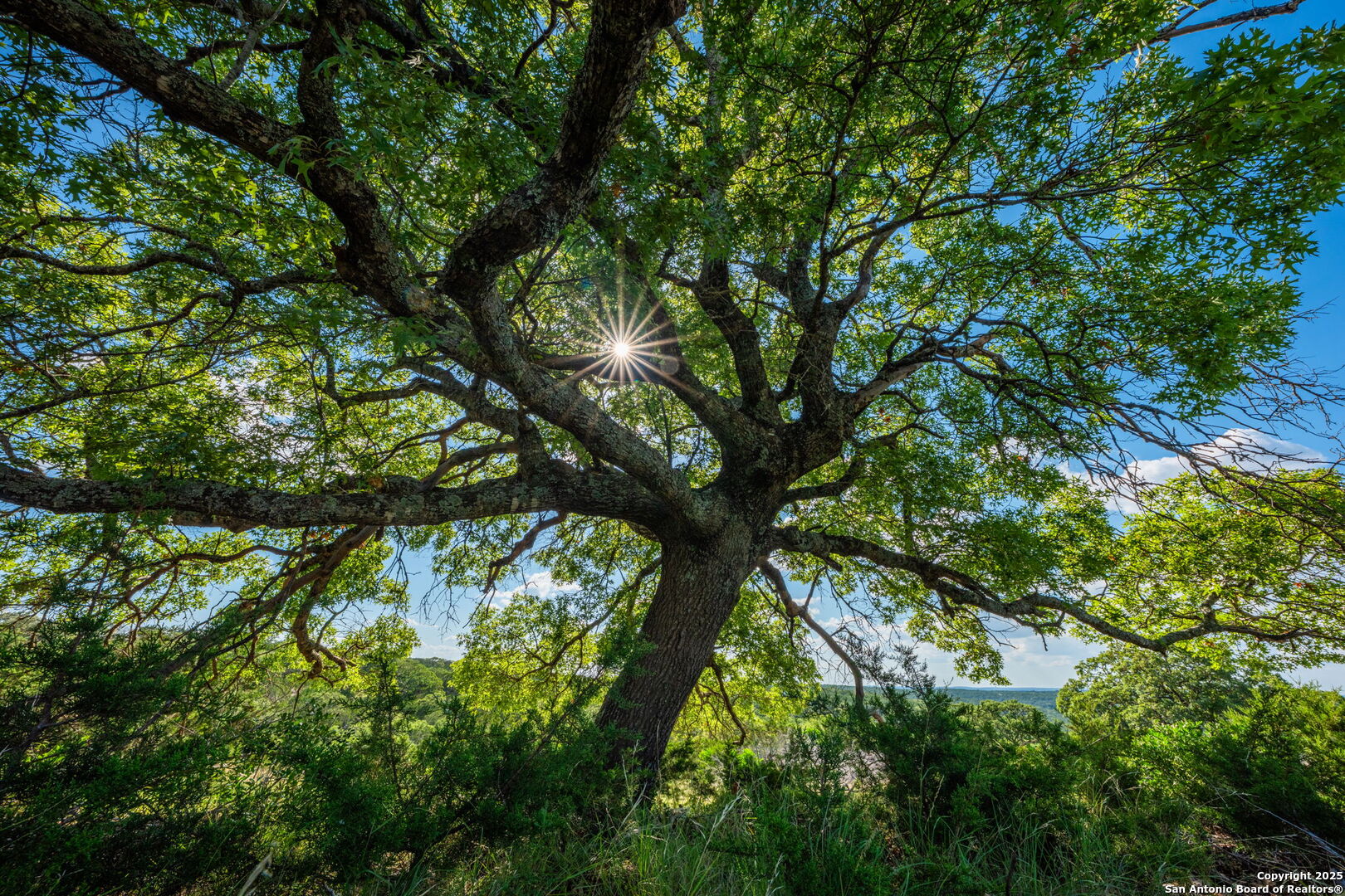 0 Fair Ranch Road Barksdale, TX 78828 - Photo 33 of 45 a view of tree