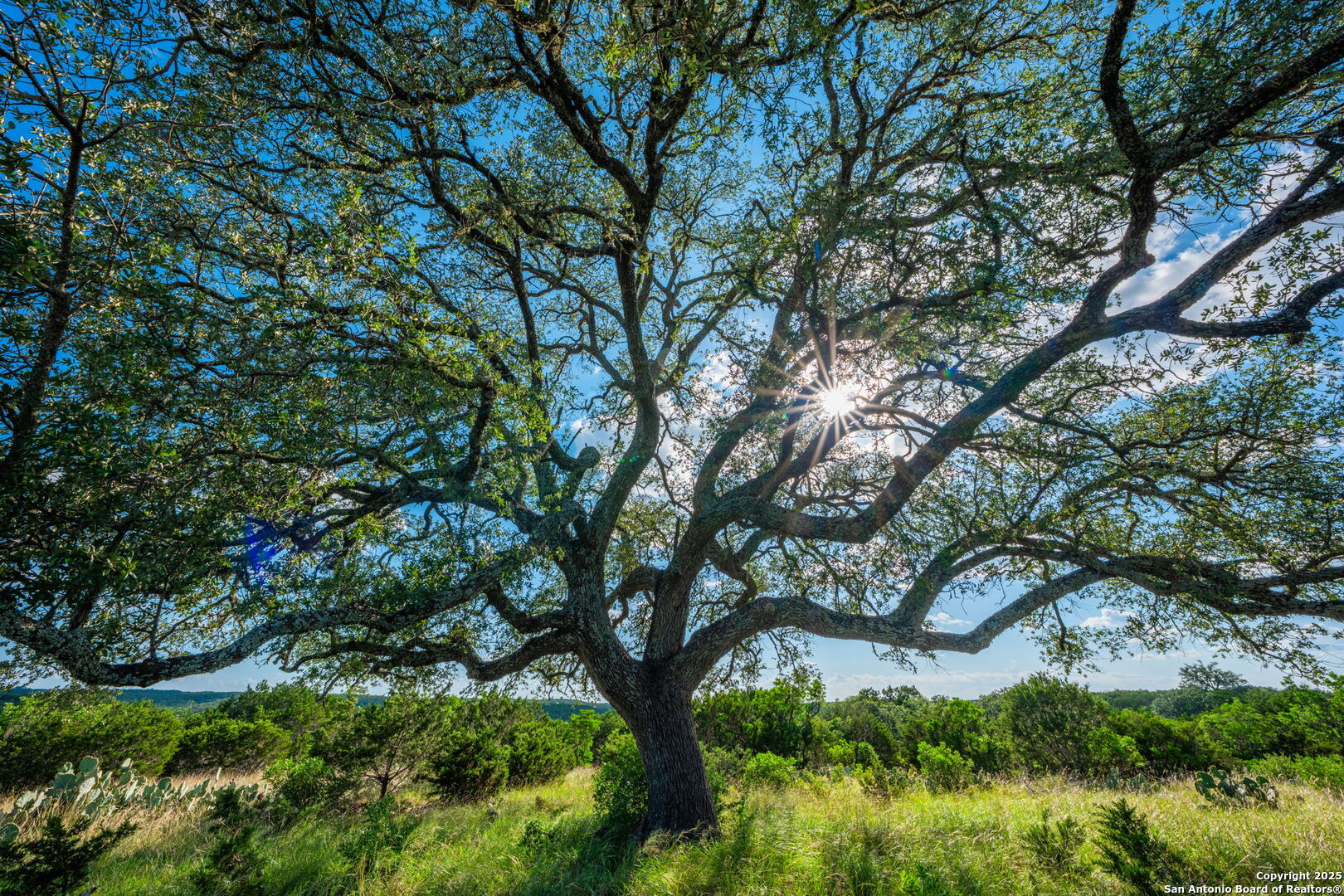 0 Fair Ranch Road Barksdale, TX 78828 - Photo 40 of 45 a view of tree