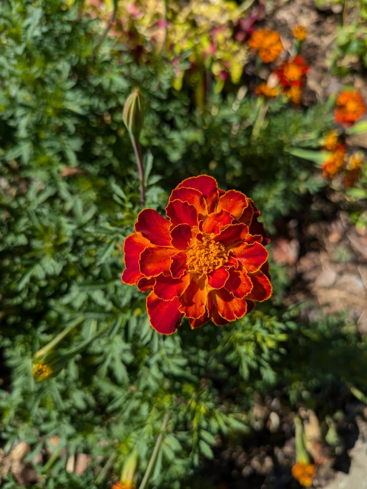 4250 Standing Rock Road Jamestown, TN 38556 - Photo 24 of 70