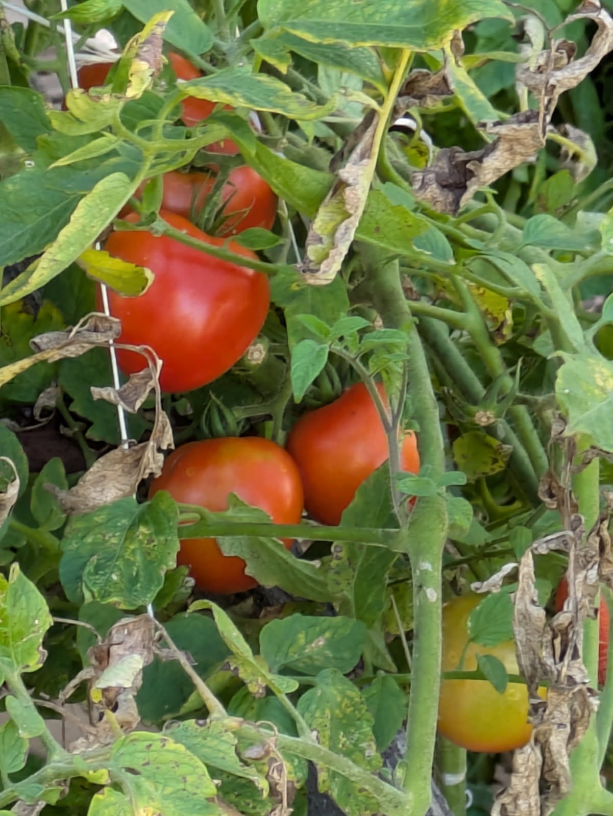 4250 Standing Rock Road Jamestown, TN 38556 - Photo 26 of 70 a view of a yard