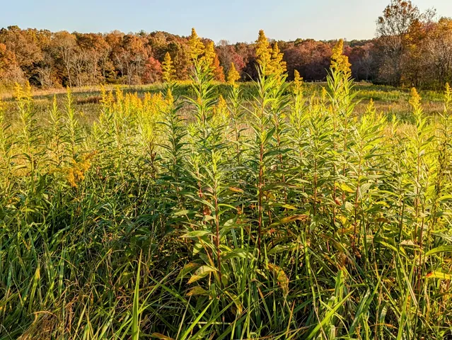 a view of a balcony with a yard