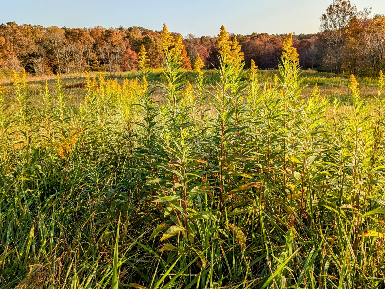 4250 Standing Rock Road Jamestown, TN 38556 - Photo 47 of 70