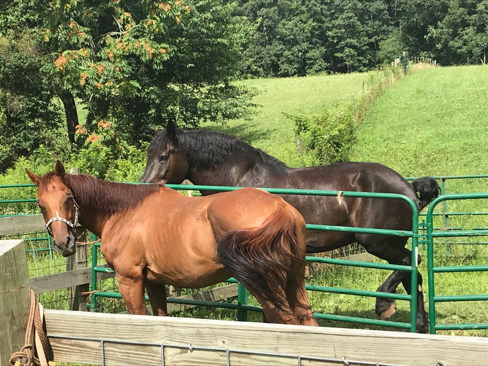 4250 Standing Rock Road Jamestown, TN 38556 - Photo 48 of 70