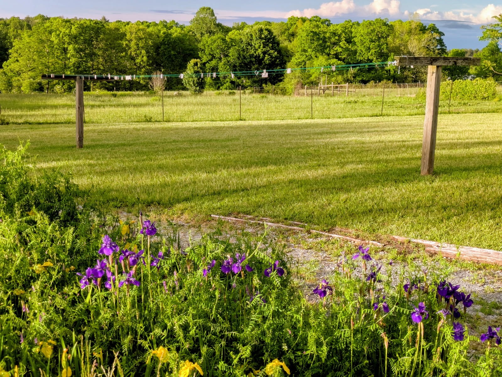 4250 Standing Rock Road Jamestown, TN 38556 - Photo 50 of 70 a view of a big yard with potted plants and large trees